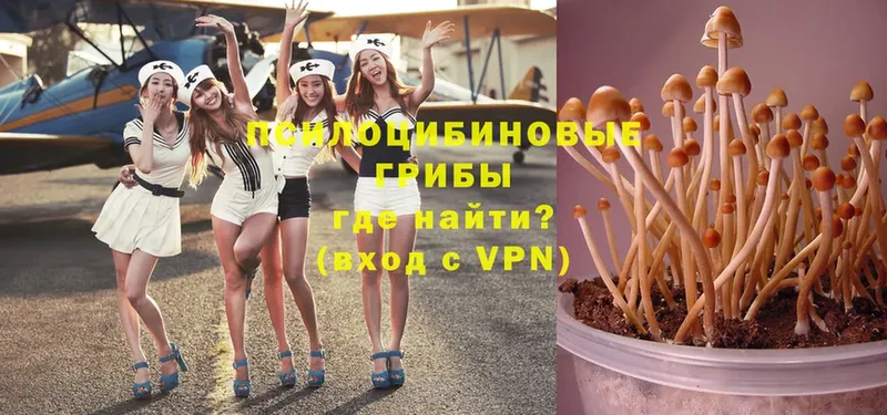 Псилоцибиновые грибы Magic Shrooms  Баксан 